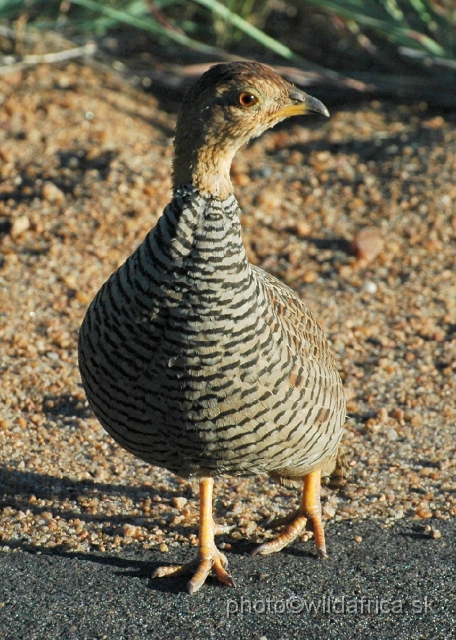 puku rsa 179.jpg - Coqui Francolin (Peliperdix coqui)